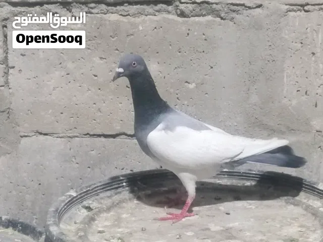 طيور حمام للبيع