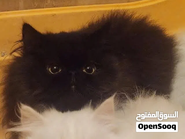 British Shorthair & Mixed Scottish Fold Kittens for Sale – Healthy & Playful