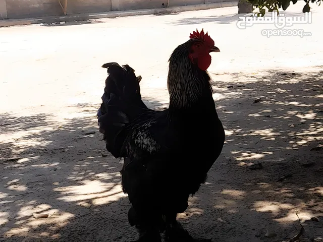 دجاج براهمي للبيع