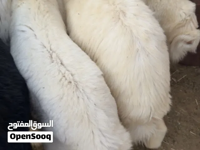 ذبايح حري ع 1350