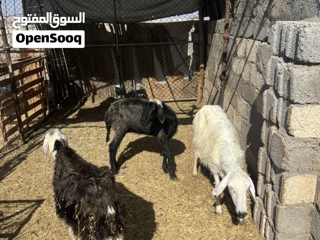 يعد نجدي عشار