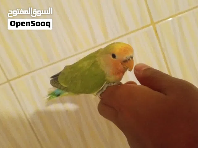 اقرب ع مروض وحاجه باهيه اقرو وصف