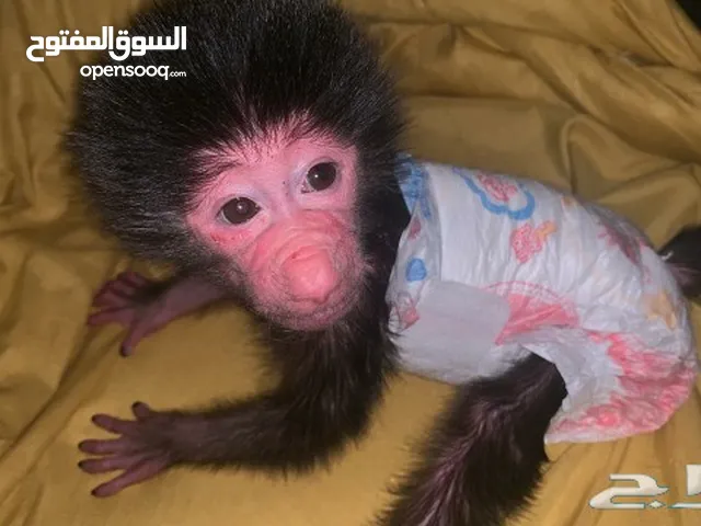 قرده بسن الحظانه للبيع