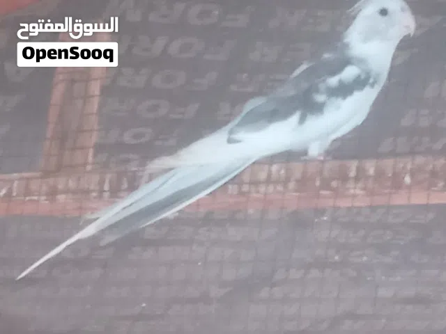 للبيع كوكتيل