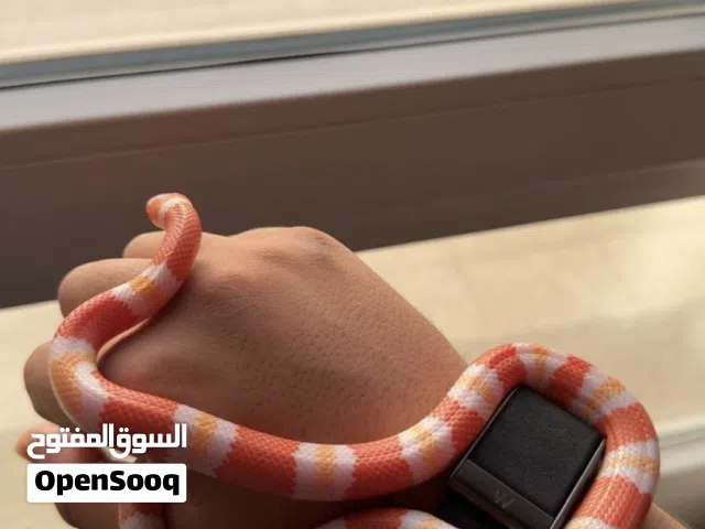ميلك سنيك150قابل بشي بسيط بيعه مستعجله