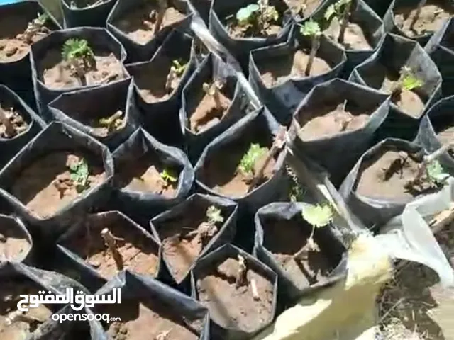 اشتال عنب للبيع