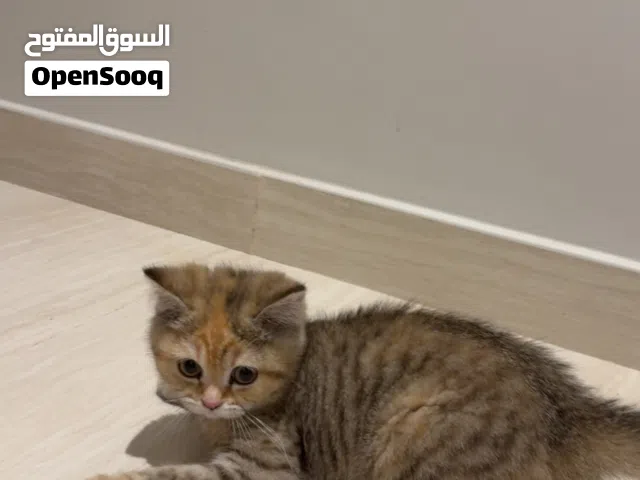 برايس شورت هير