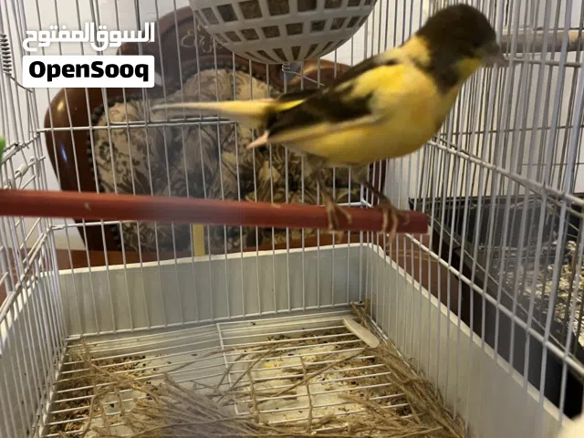 السلام عليكم اقرأ الوصف
