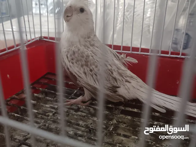 انتايه كوكتيل فرنسويا تبارك الرحمن ربي يبارك odne jdhfjd if eidj irbfjie jdnjsiw jdjdhus ifndjwjhf f