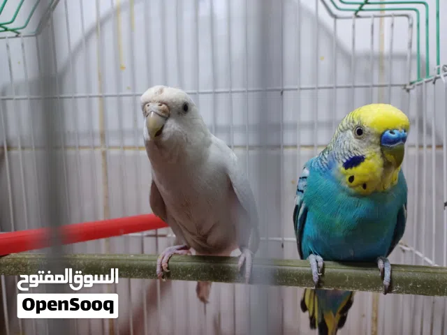 زوج بادجي منتج معا القفص