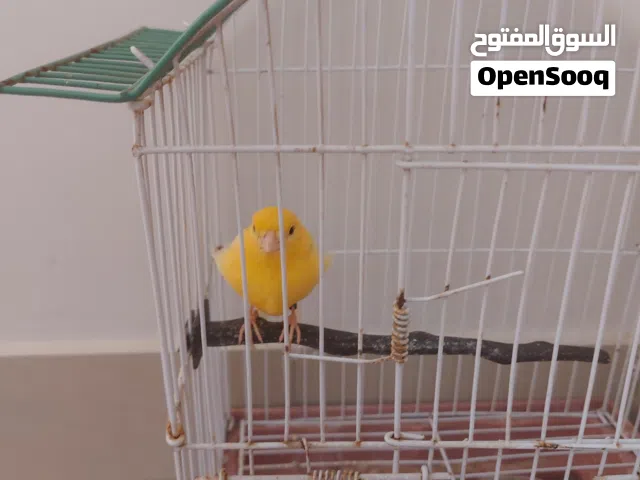 عصفور كناري