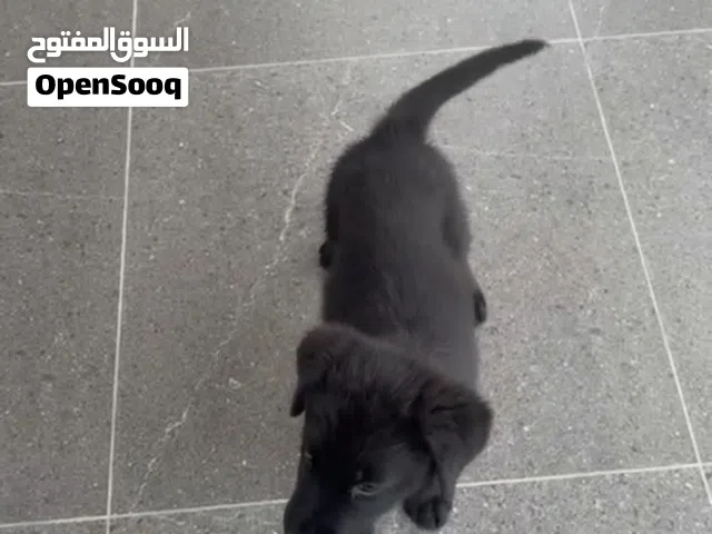 للبيع جيرمن  شيبرد بلاك جاك