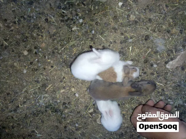 ارانب فرنسي