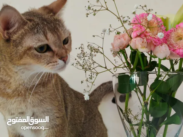 لعشاق الانتاج أنثى سكوتش ستريت