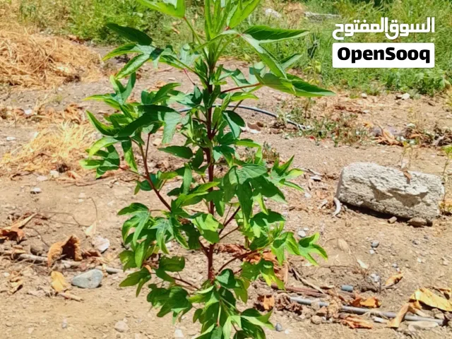 شتلات متنوعه