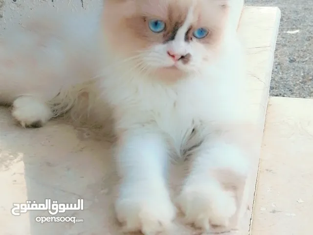 بيع قطه جميله