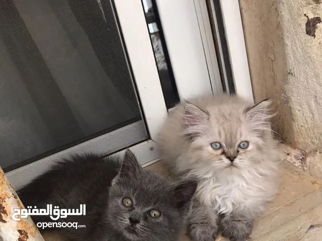 قطط للبيع .