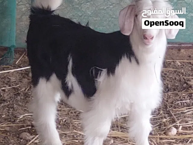 ماشاءالله تبارك الرحمن سخله من حلال الرحوب الفاخر معرفه مستوى قوي اللون الاسود