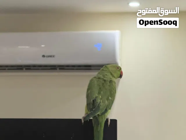 طيورجميلة للبيع عالسوم مع اكلهم و اقفاصهم