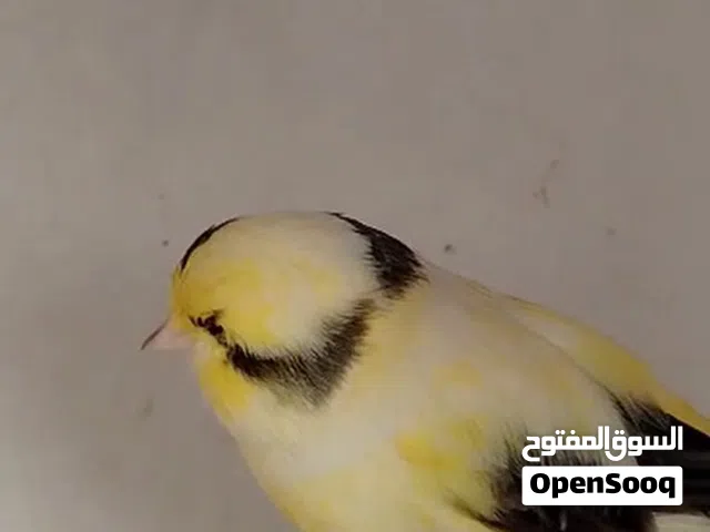محتاج نثية كناري بوم أو كرست مستوا حلو ميهم سعر محتاجه كلش كون بلجيكي اهم شي مستوا