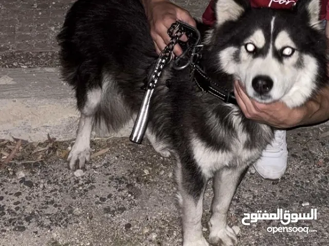 كلبة هاسكي أليفة جداً