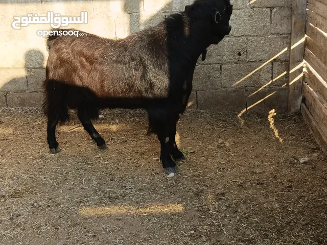 مطلوب تيس بلدي او بندوق اقرع