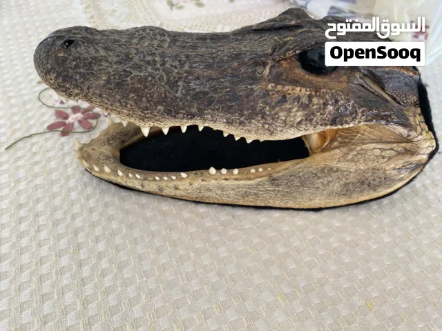 رأس تمساح محنط مستورد