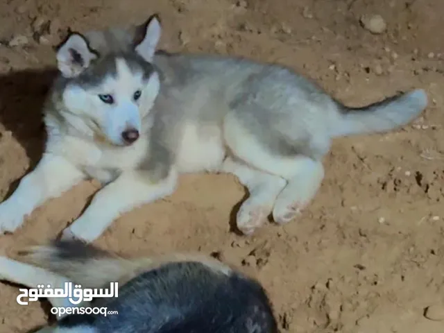 4 جراوي هاسكي