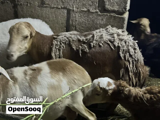 كبش يمني سمين حجم كبير