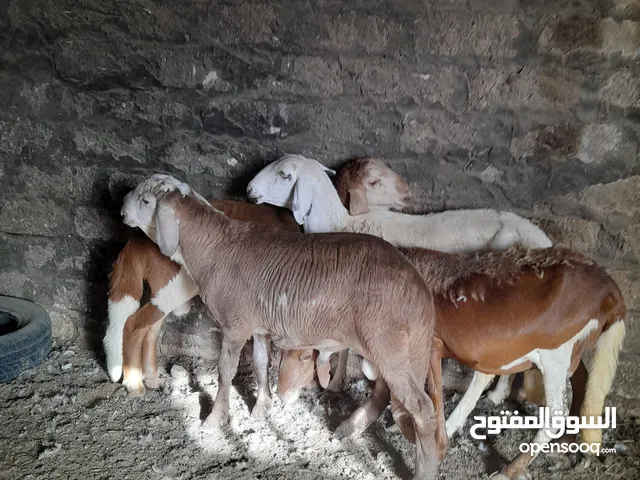 غنم ربي يبارك للبيع