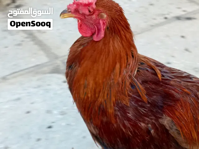 ديك عدد 5 انطيني سعر بليرضي الله