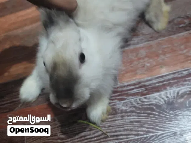 عملائنا الكرام  يتوفر ارانب كولمبي حاجه ممتازة وضخمة جدا احجام ومنتجات نوع فرنسي وكولمبي.