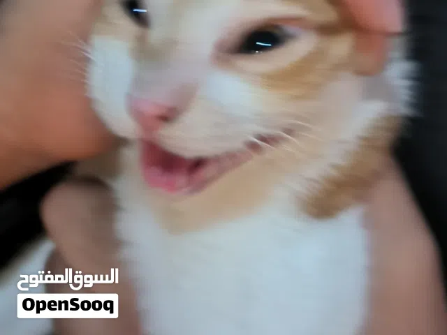 تجميعة 1660 super كزيونييي معالج R5 5500