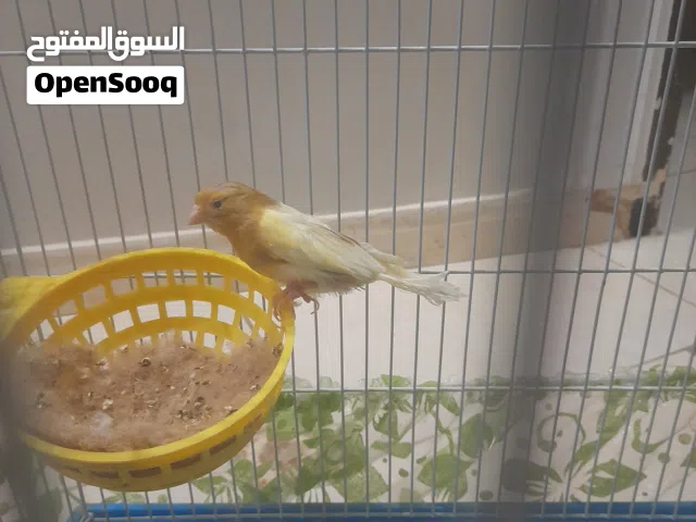 انثى كناري
