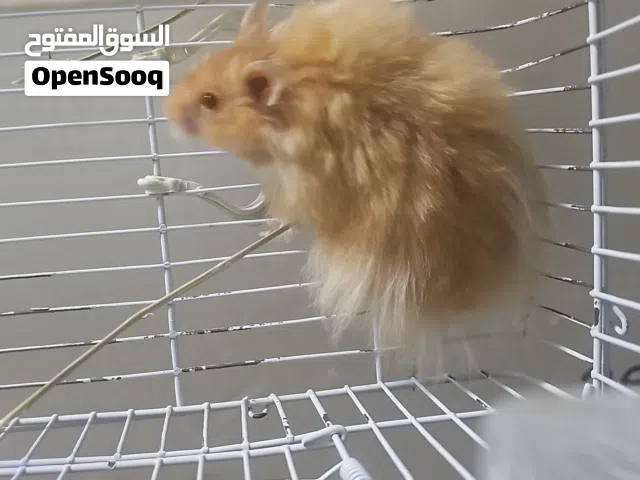 هامستر سوري حجم كبير