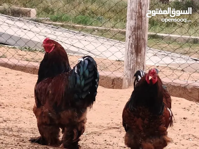 السلام عليكم متوفر دحي براهم عملاق