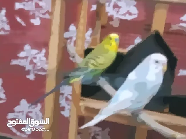 طيور حب  ببغاء