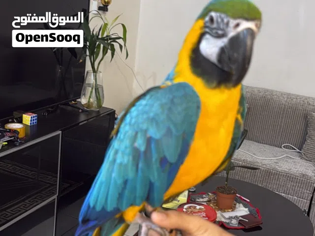 Gold macow parrot