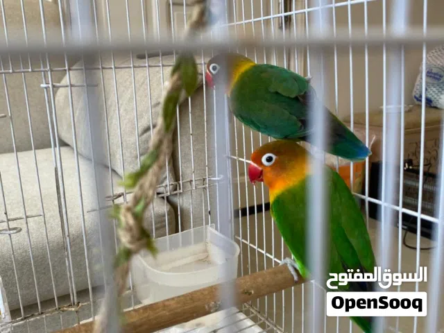 عصافير للبيع وسط الحجم العمر 1