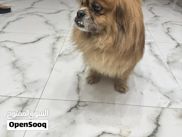 كلب بيكنواه عمر سنه