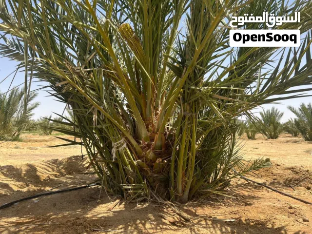 يتوفر اراضي مساحات شاسعه لزراعة نخيل المجهول في غور الأردن بأقل الاسعار