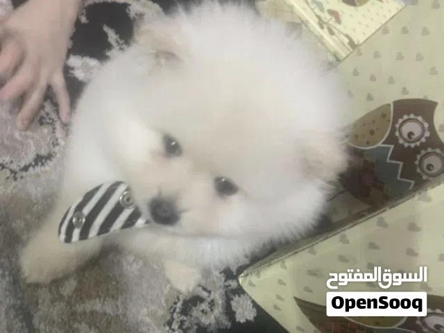 ذكر بومورينين