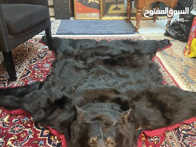 ديكور رؤوس حيوانات