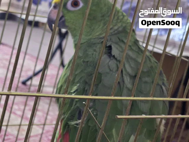 ببغاء امازون يلو مراون لعوب واليف جدا
