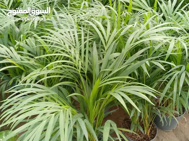 مطلوب شريك لمشروع
