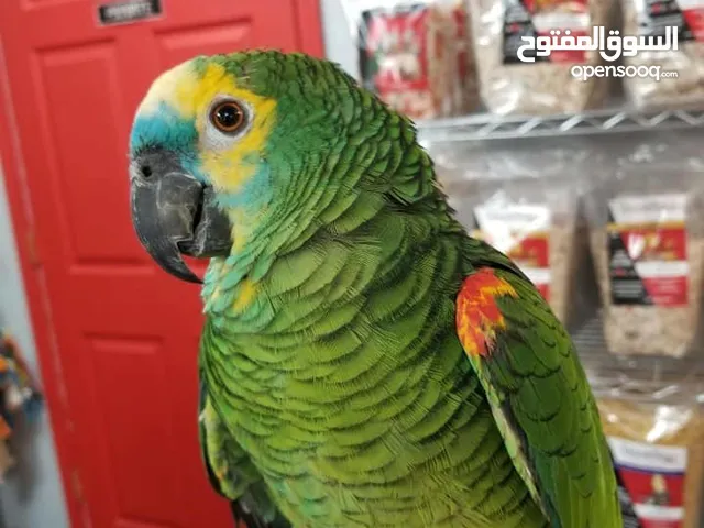 Amazon parrot