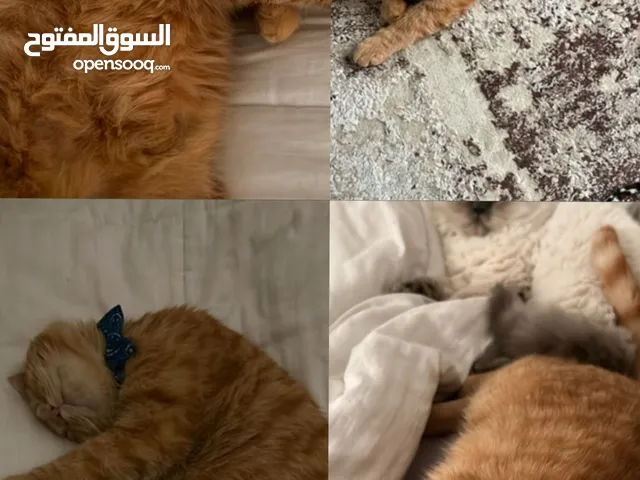 قط جنجر مخطط ( ليو )