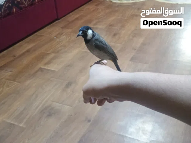 سلا م عليكم بلبل للبيع اليف طينه