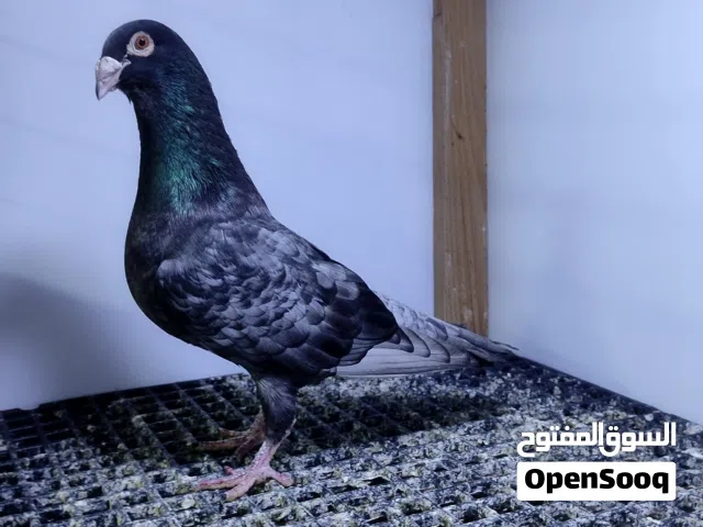 ربي يبارك ماشاء الله دكر زاجل اندونيشن مصوقر سعر 200