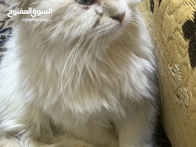 4 قطط شيرازيه للبيع عمر الزغار شهرين او الكبيره سنه او نص